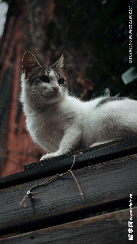 屋顶上的可爱猫咪