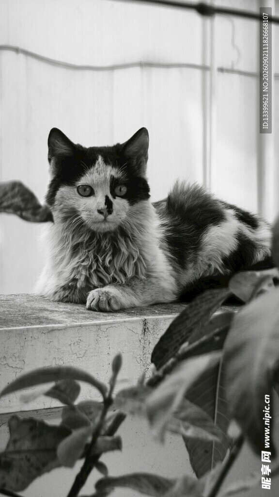 窗边猫咪与绿植相伴