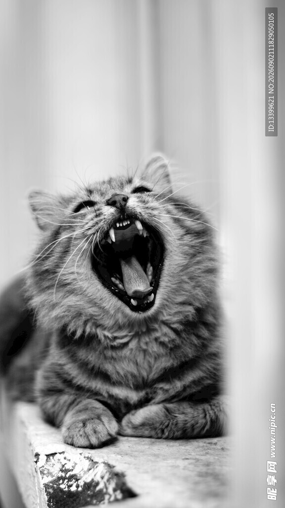 打哈欠的猫咪