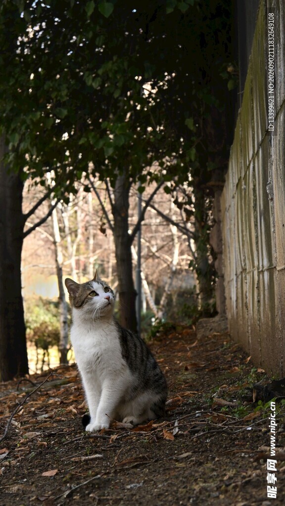 树下蹲坐的可爱猫咪