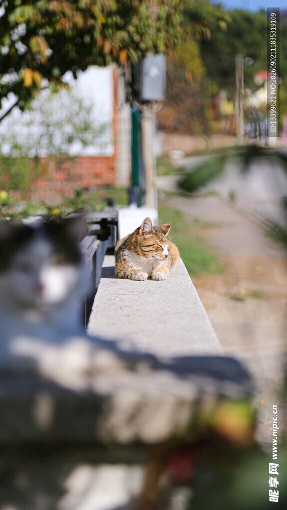 路边休憩的猫咪