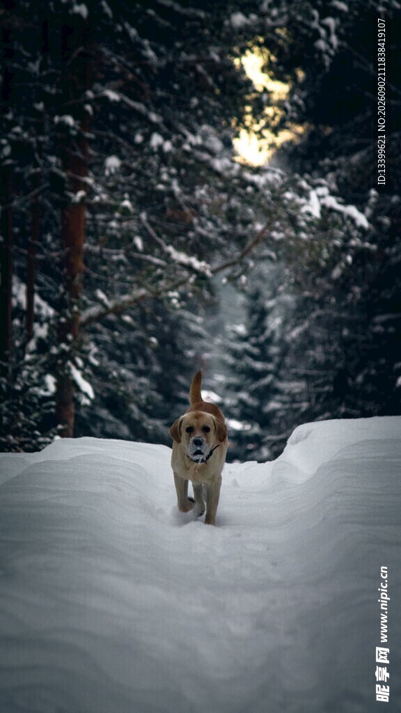 雪地中漫步的狗