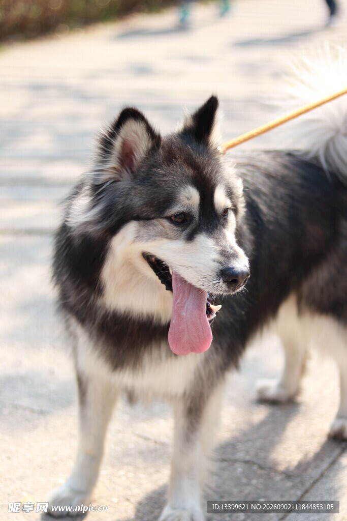 户外可爱阿拉斯加犬