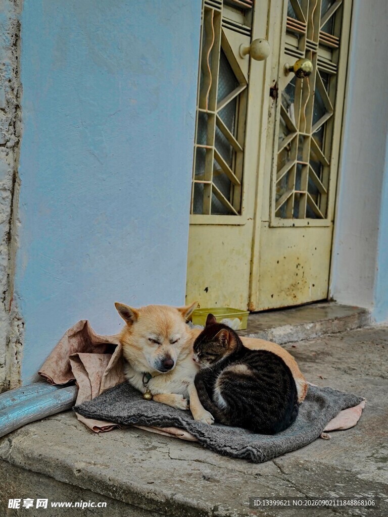 门前休憩的几只可爱猫咪