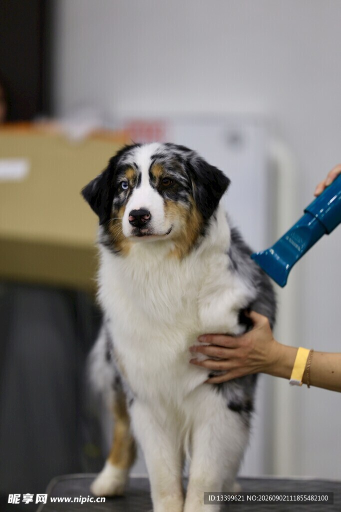 澳洲牧羊犬接受抚摸