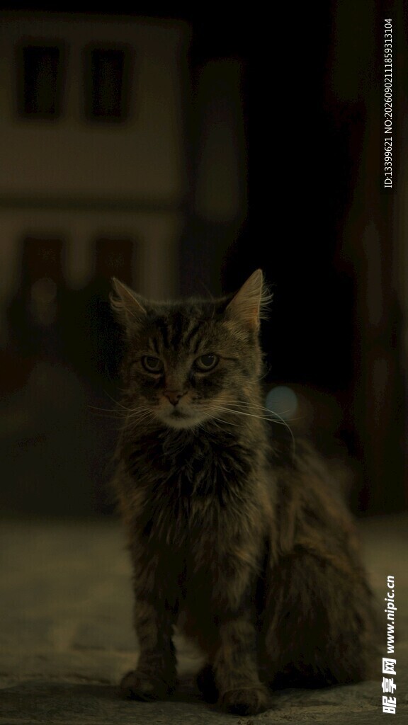 夜晚中的可爱猫咪