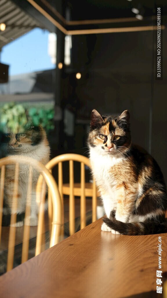 猫咪端坐于木桌之上