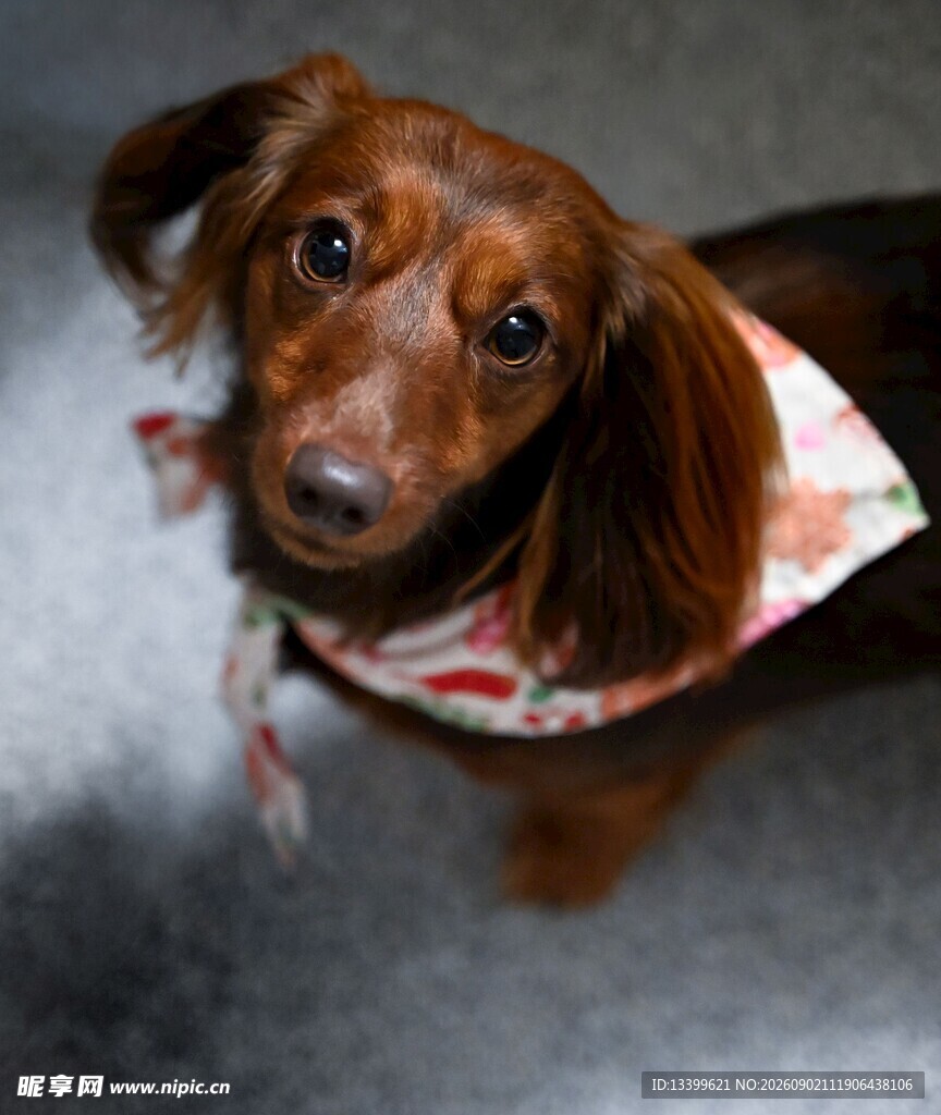 可爱腊肠犬戴花围巾