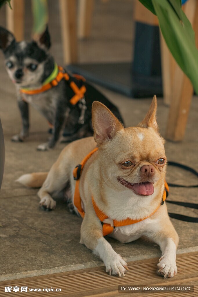 两只萌犬佩戴牵引绳