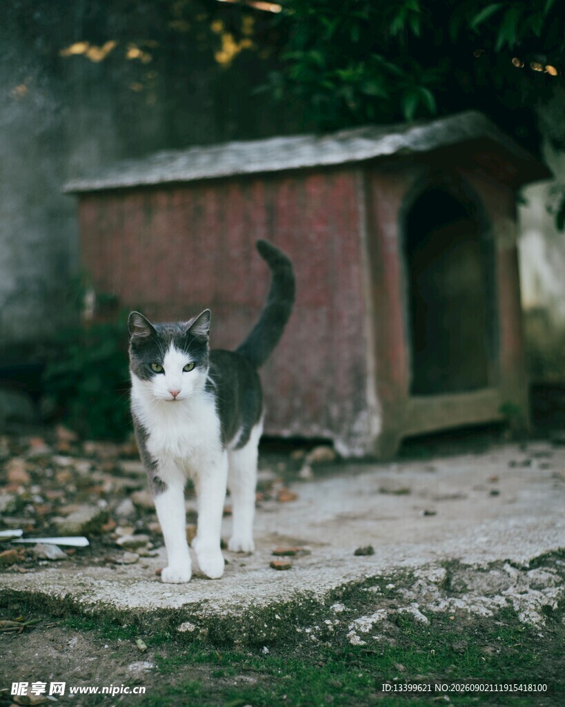 黑白猫咪立于猫窝旁