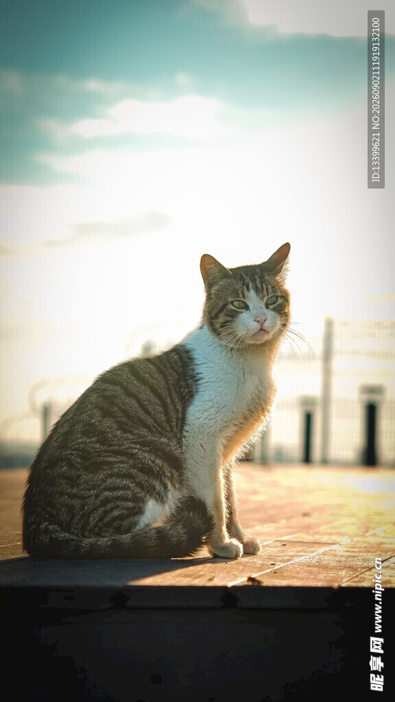 阳光下的猫咪