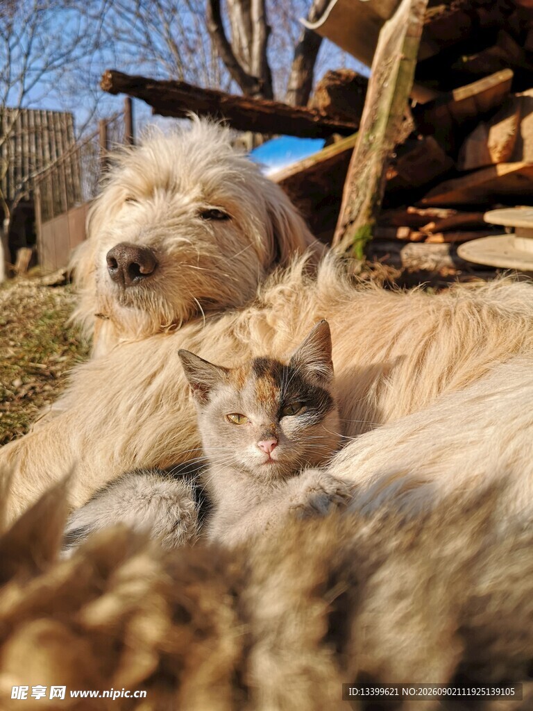 猫狗依偎享惬意时光