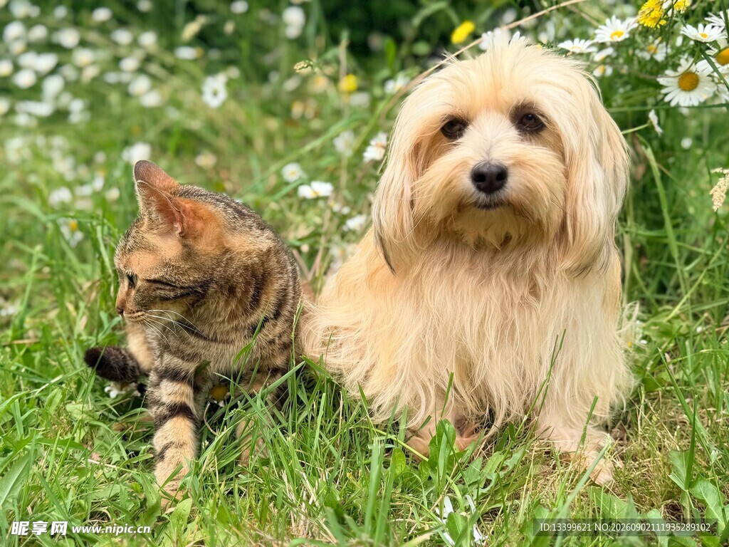草地上的猫咪与长毛犬