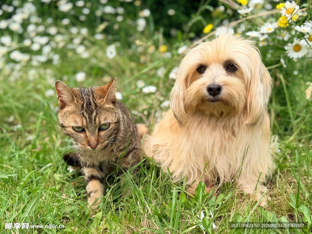 草地上的猫咪与小狗