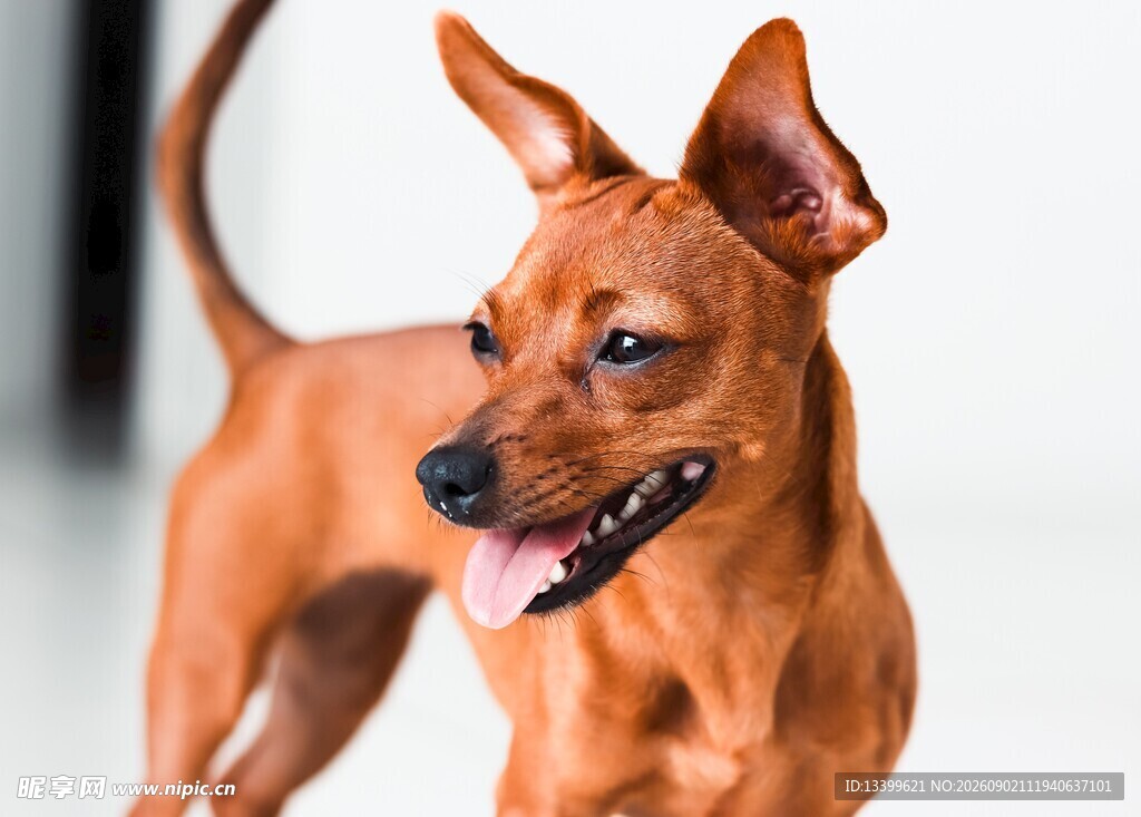 活泼小鹿犬
