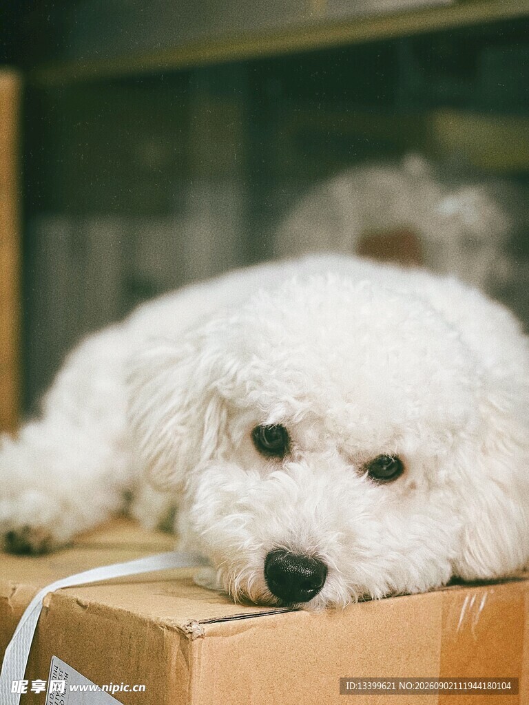 趴在纸箱上的可爱白狗狗