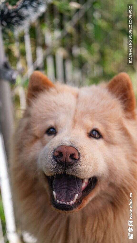 微笑的松狮犬