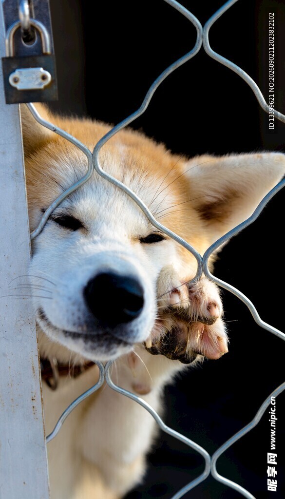 柴犬从铁丝网好奇张望