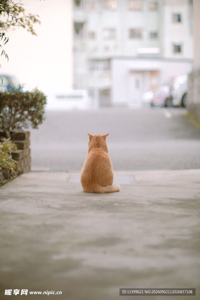 独坐街头的橘猫