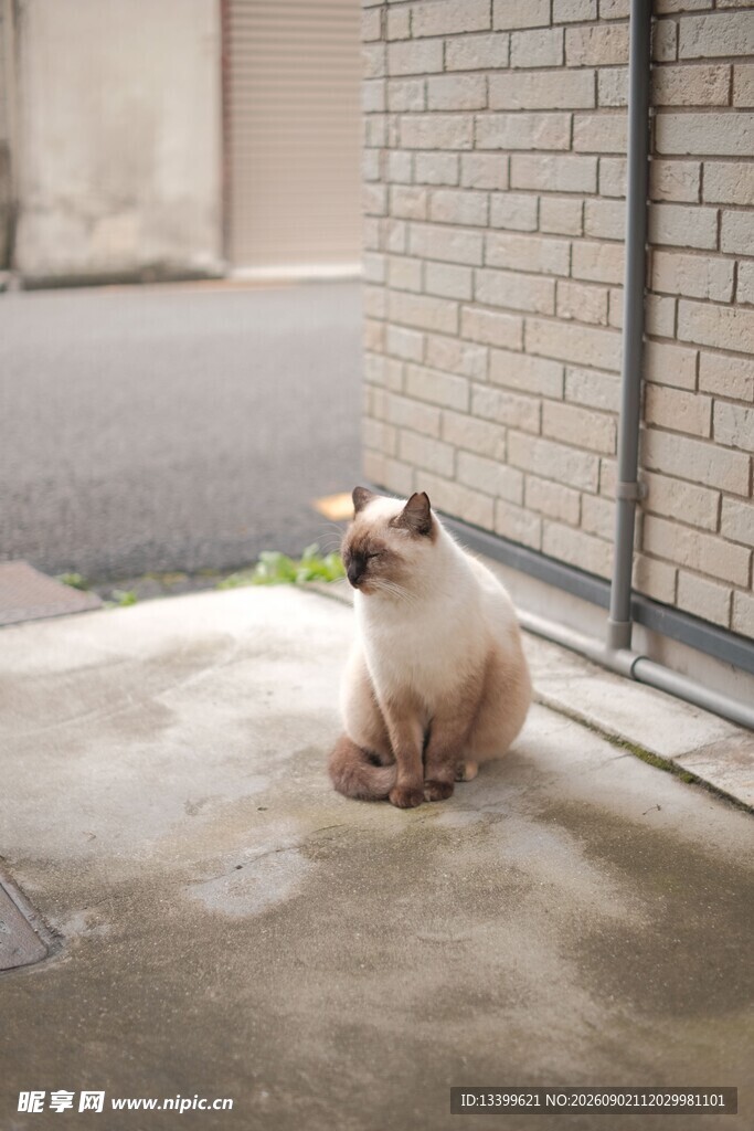 窗边猫咪叼绿植
