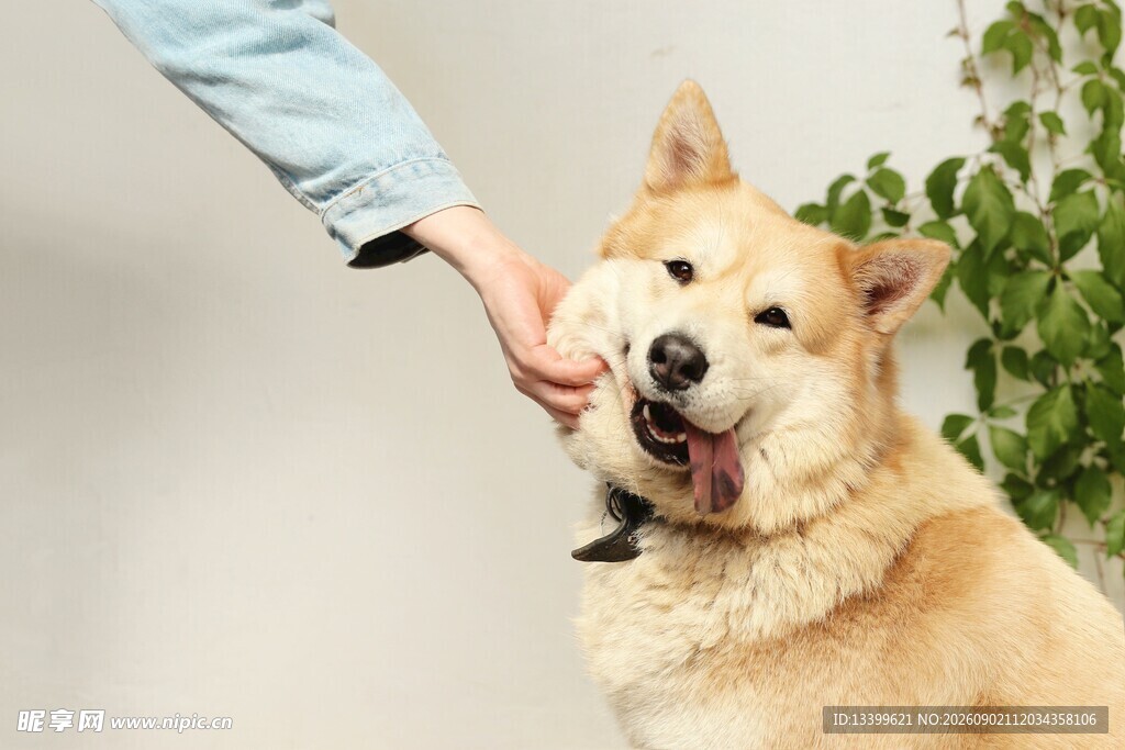 人与萌犬亲密互动瞬间