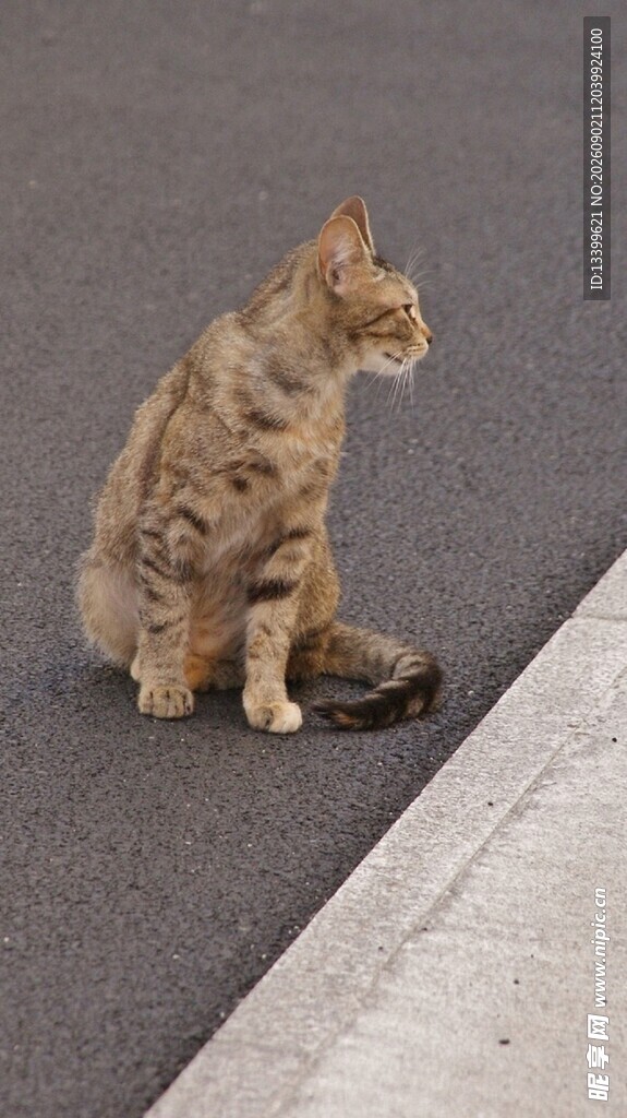 路边蹲坐的花纹猫咪