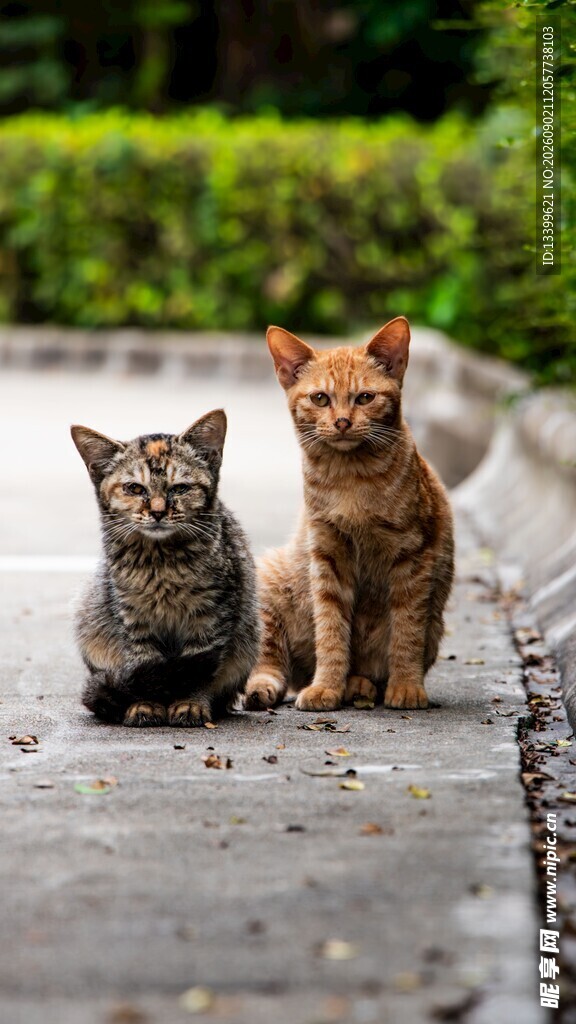 两只可爱小猫坐于路面