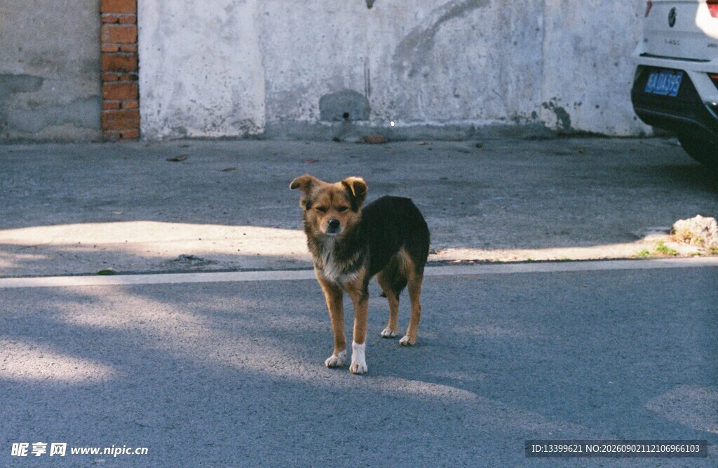 街头独站的狗狗
