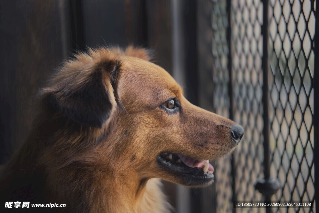 笼中棕色犬