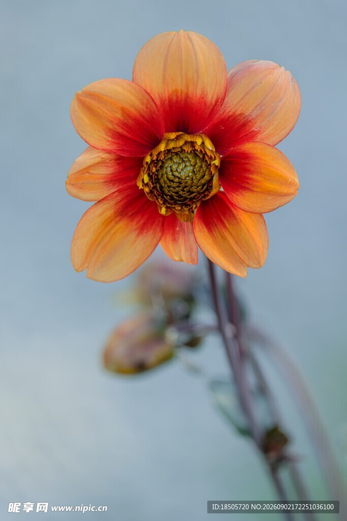 橙色大丽花特写