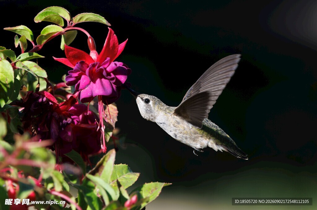 蜂鸟花间飞舞