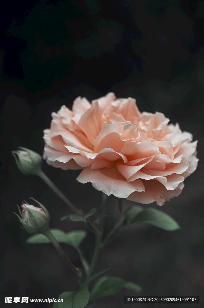 淡粉色柔美绽放的月季花