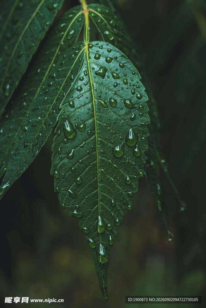 带水珠的翠绿叶片