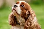 仰头的可爱查理士王小猎犬