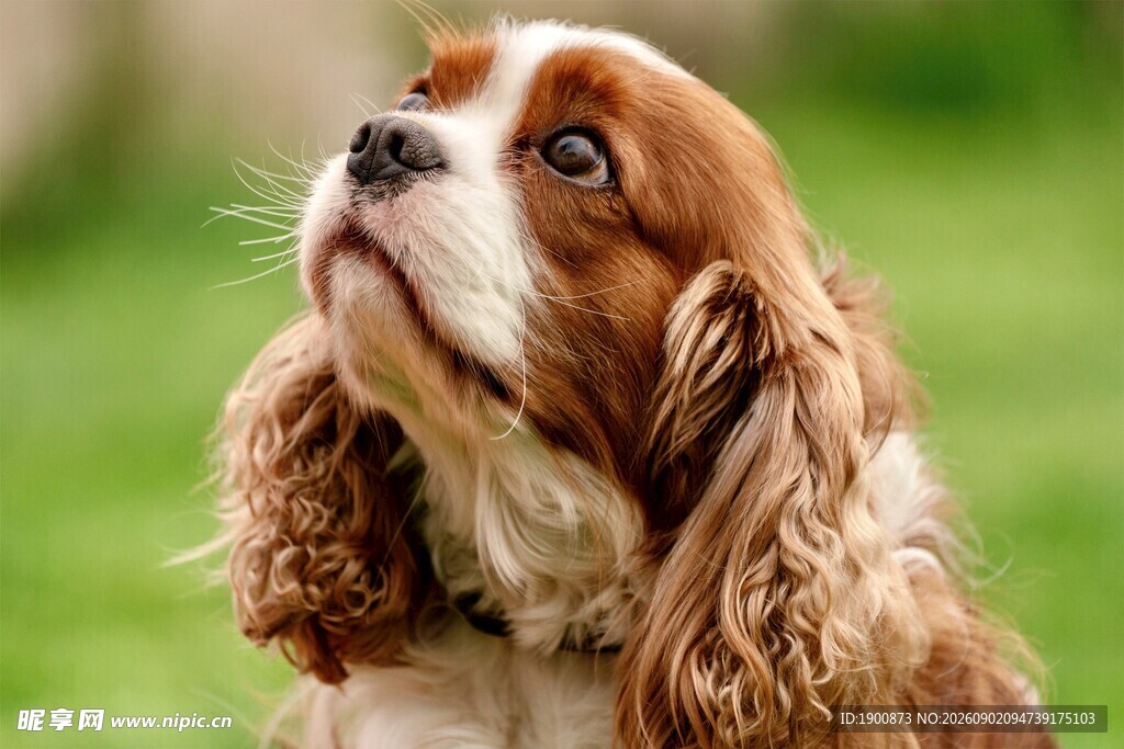 仰头的可爱查理士王小猎犬
