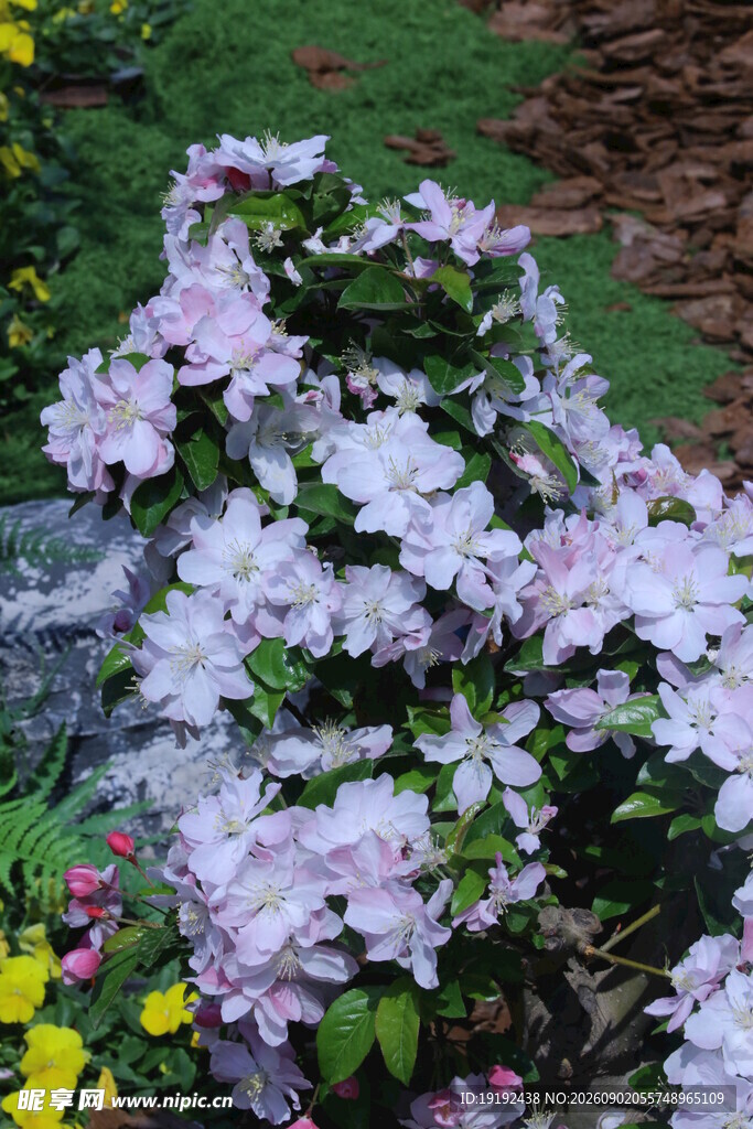  海棠花  