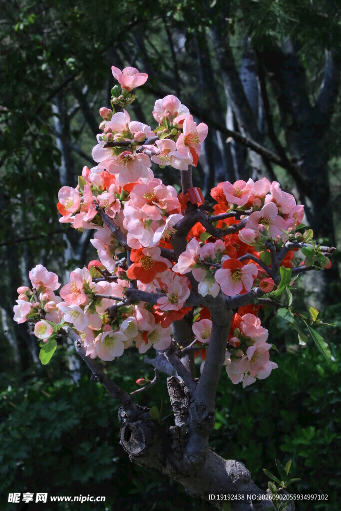 贴梗海棠 
