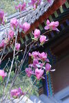 紫玉兰 