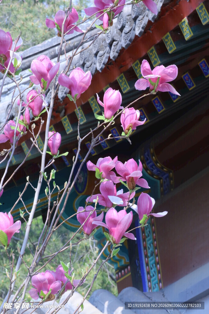 紫玉兰 