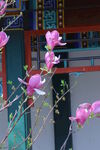 紫玉兰  