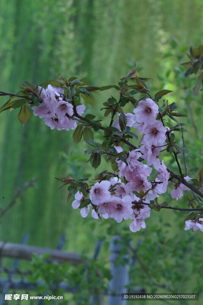美人梅 