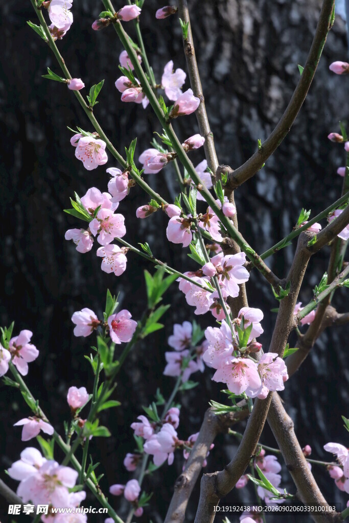桃花  