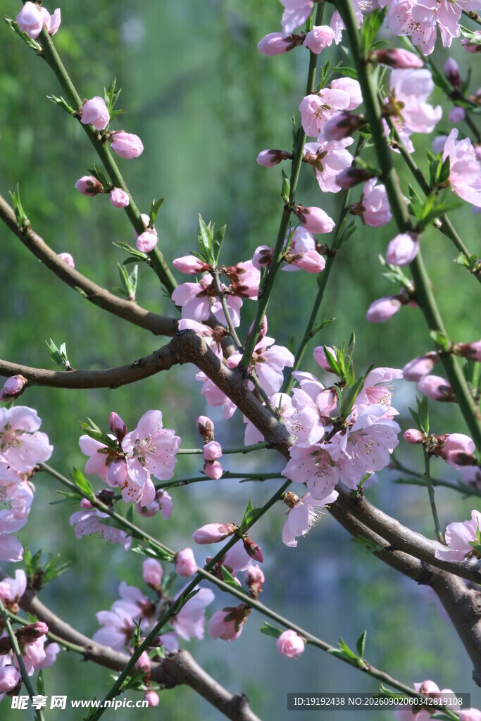 桃花  