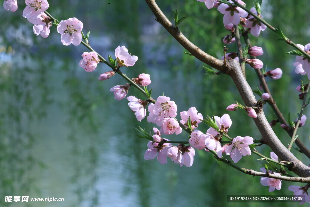 桃花 