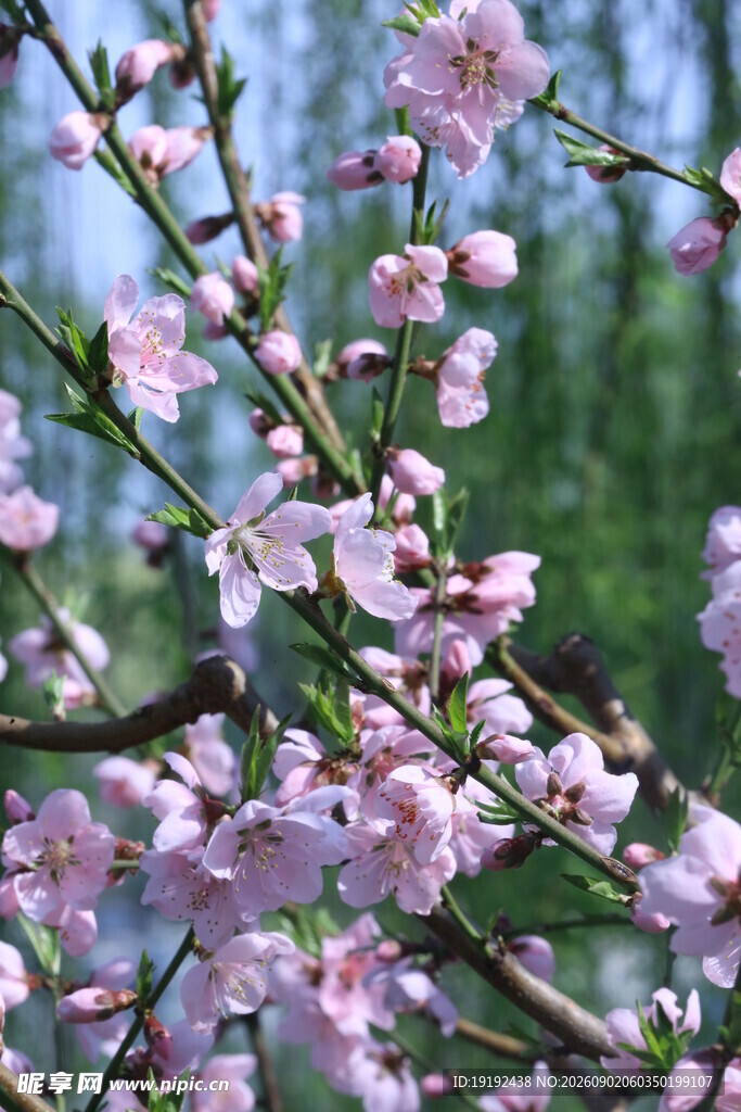 桃花 