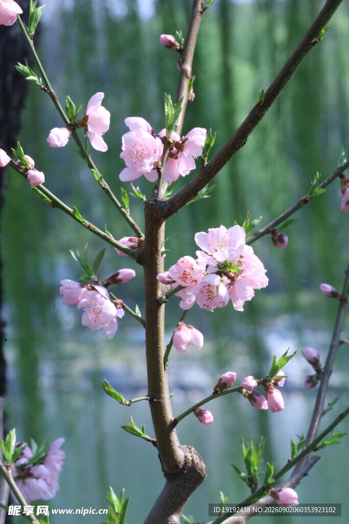 桃花 