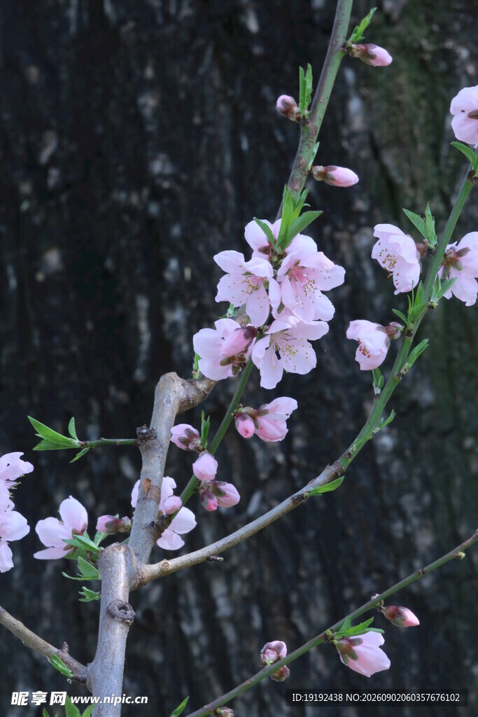 桃花 