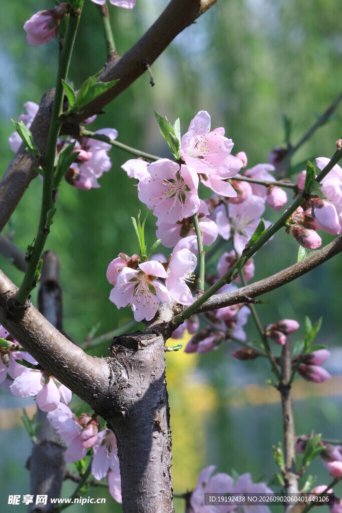 桃花  