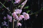 桃花  