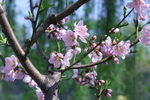 桃花  